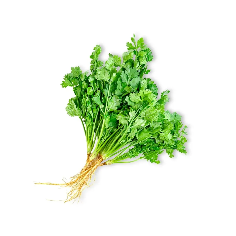 Coriander & Other